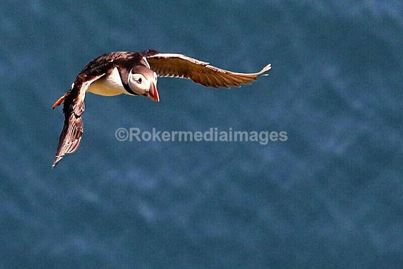 _56A7214 - Skomer 2019