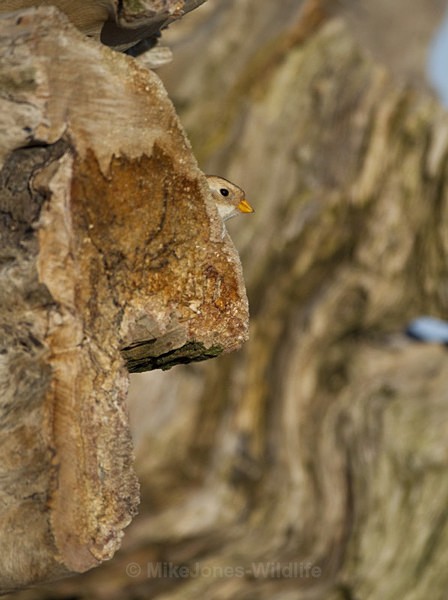 SNOW BUNTINGS - SNOW BUNTINGS