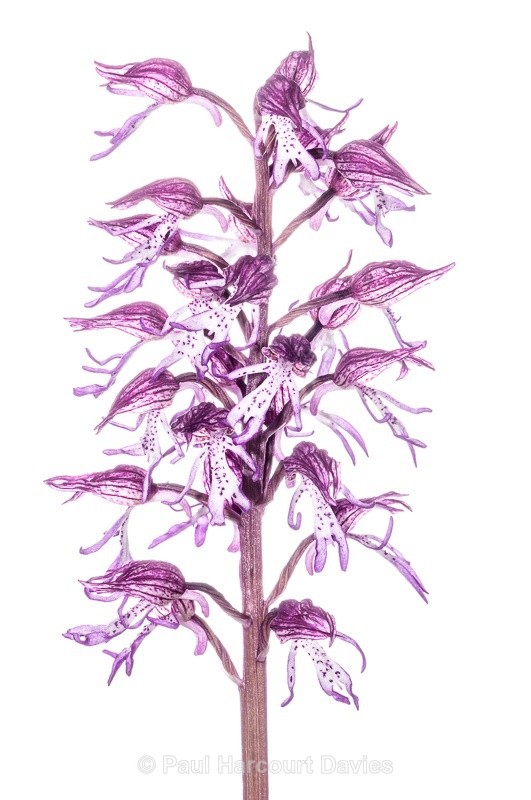  - WB: Orchids - Orchis