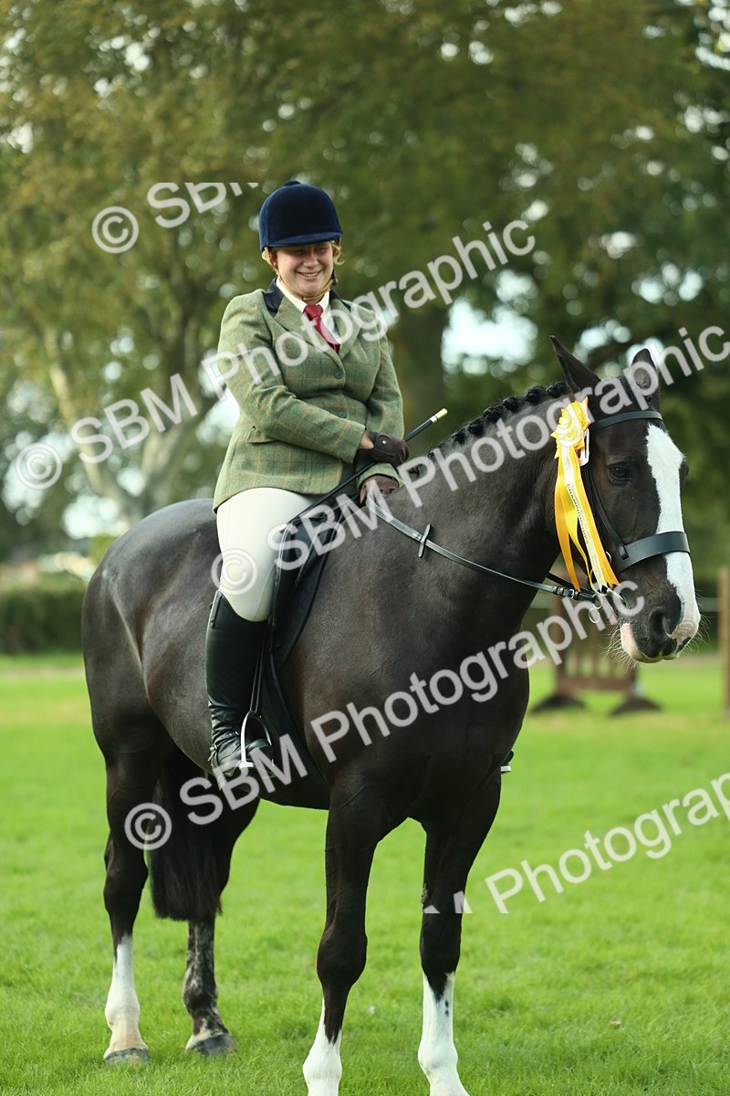 SBM_52249 - S33 - Working Hunter & Working Show Horse