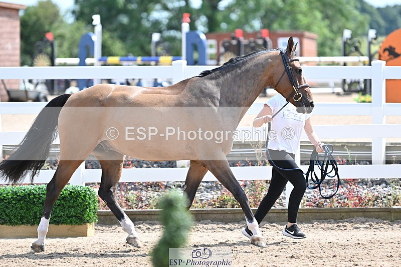 240717A-150439-02516 - Trot Up 3pm to 4pm