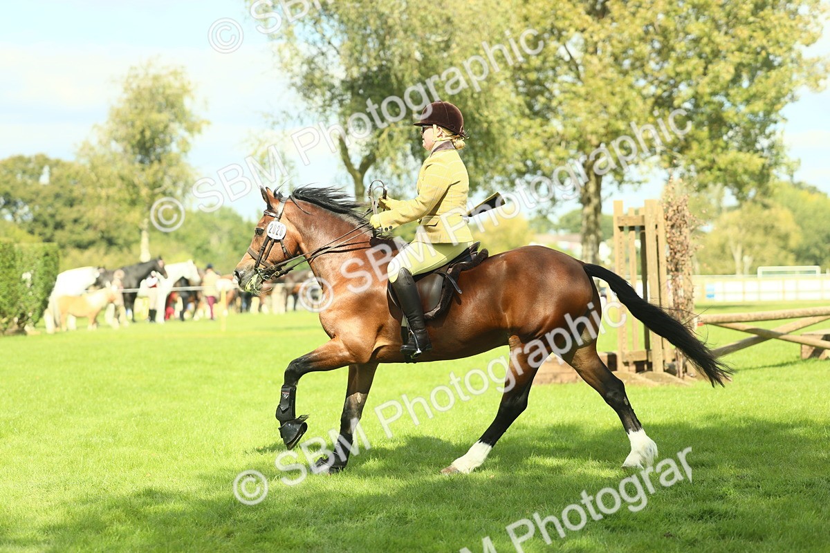 SBM_42976 - S30 - M&M Working hunter Pony
