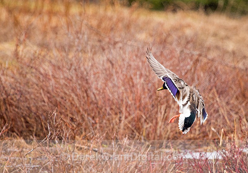 Male Mallard Landing - Birds of Atlantic Canada