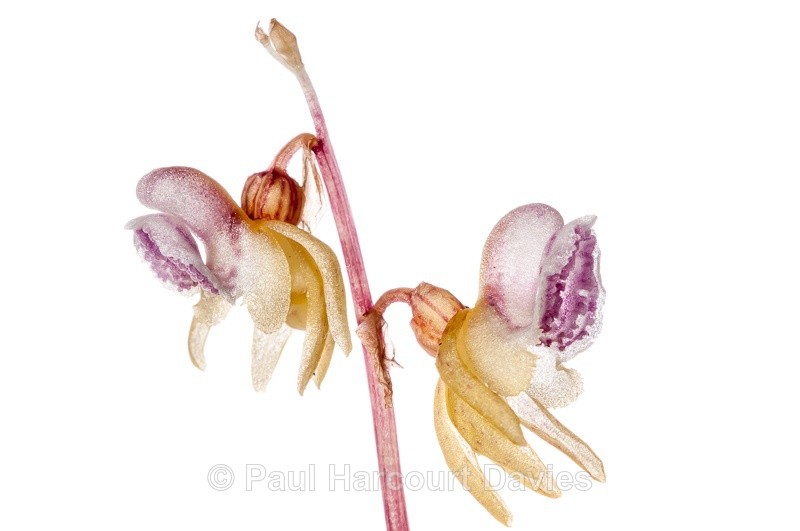  - WB: Orchids - Various