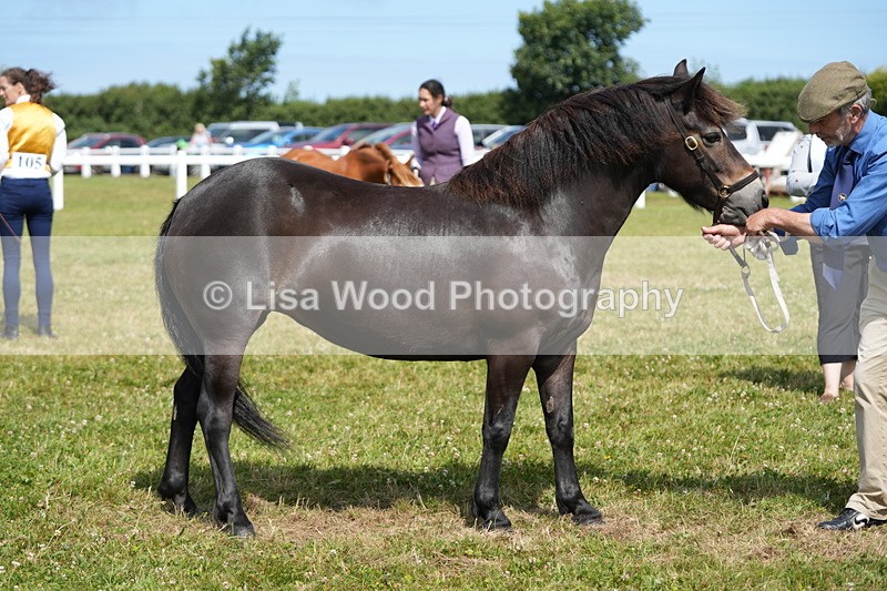 DSC05571 - Class 50: NPS M&M 4 years and over Small Breeds