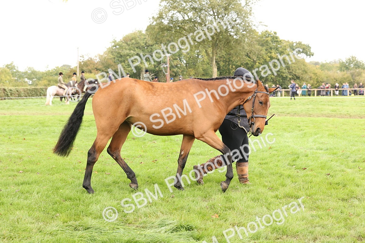 SBM_56254 - S55 - Other Coloured Horse In Hand