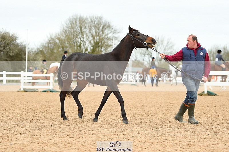 230416A-140716-04741 - Cls 46+43 In Hand Warmbloods and Foreign