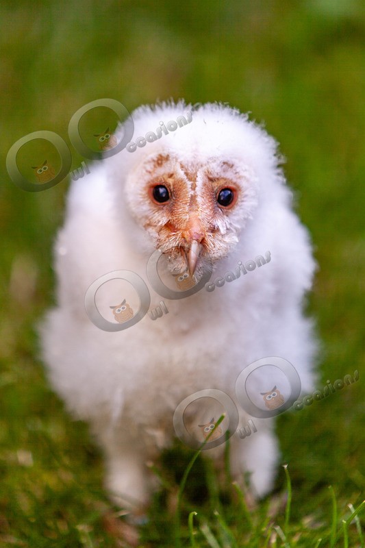 barn owl tyto alba-9872 - BoP from around the world