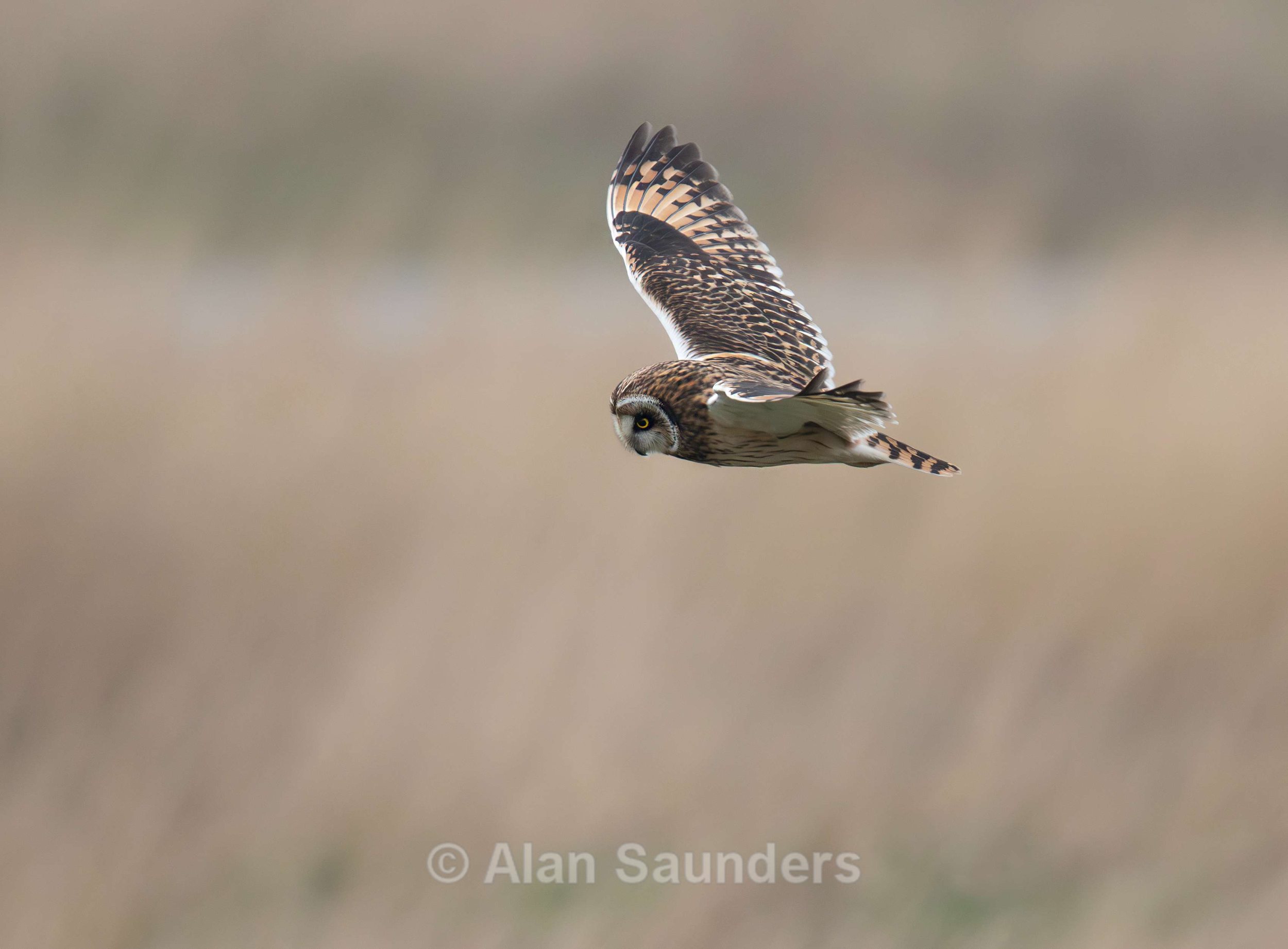 Short Eared Owl