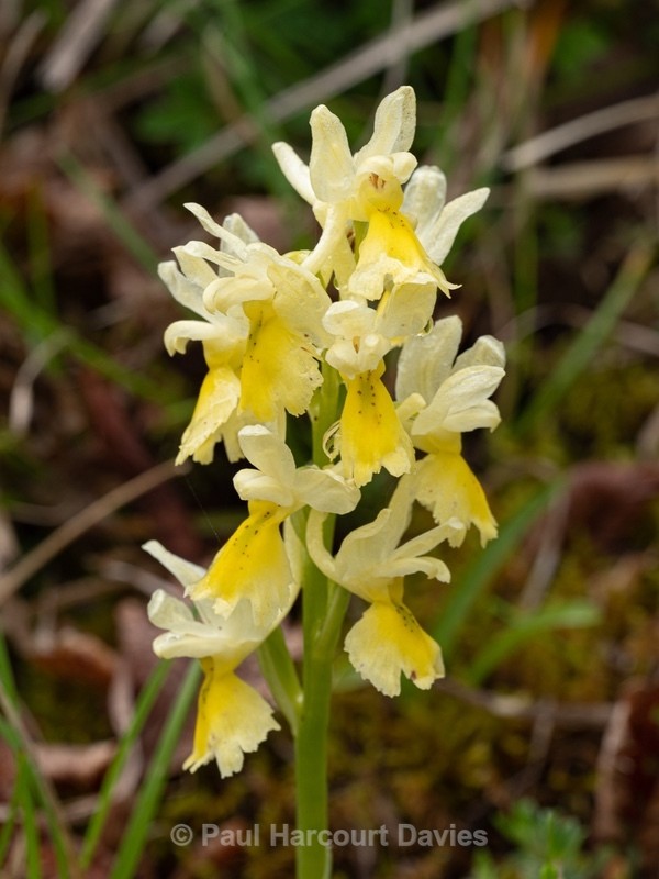 Few-flowered Orchid (Orchis pauciflora) - Wild Orchids - 1