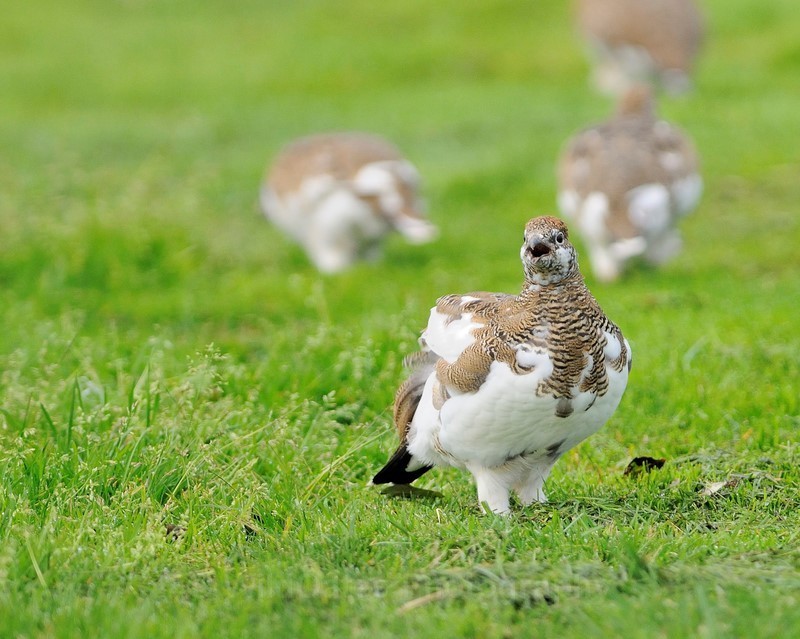 2015-09-12-09-44-58 NIKON D300 420mm f4 1-500 iso800 - Birds