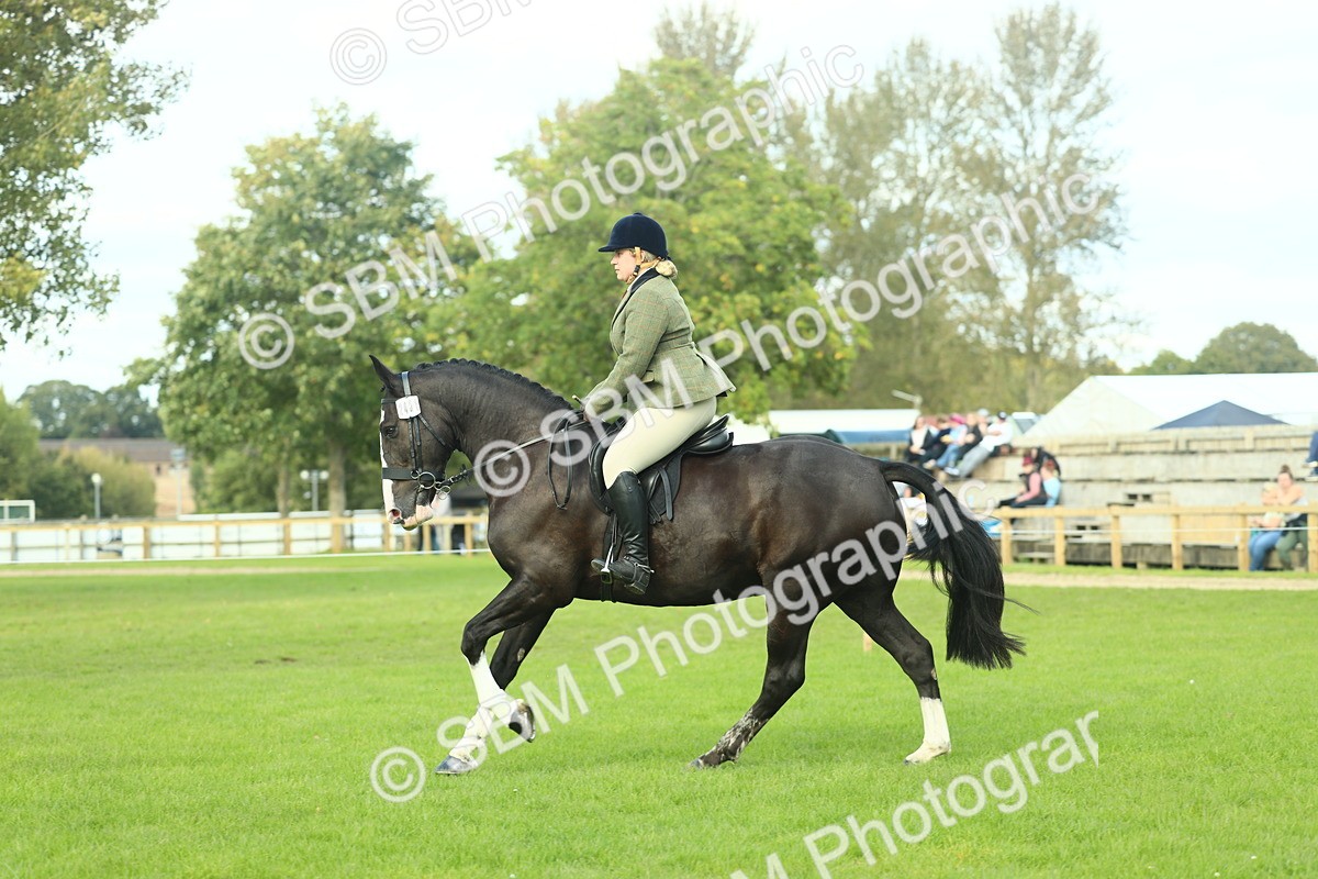 SBM_50692 - S33 - Working Hunter & Working Show Horse