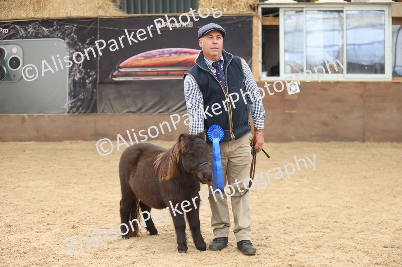 20251109-0211 - Class 10 - Yearling, Colt, Filly or Gelding