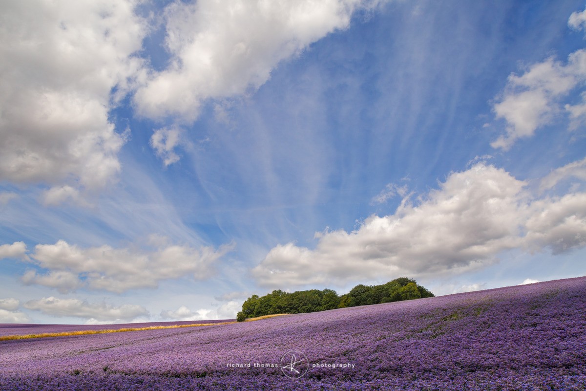 A field of Borage or Starflower in the South Downs national park
