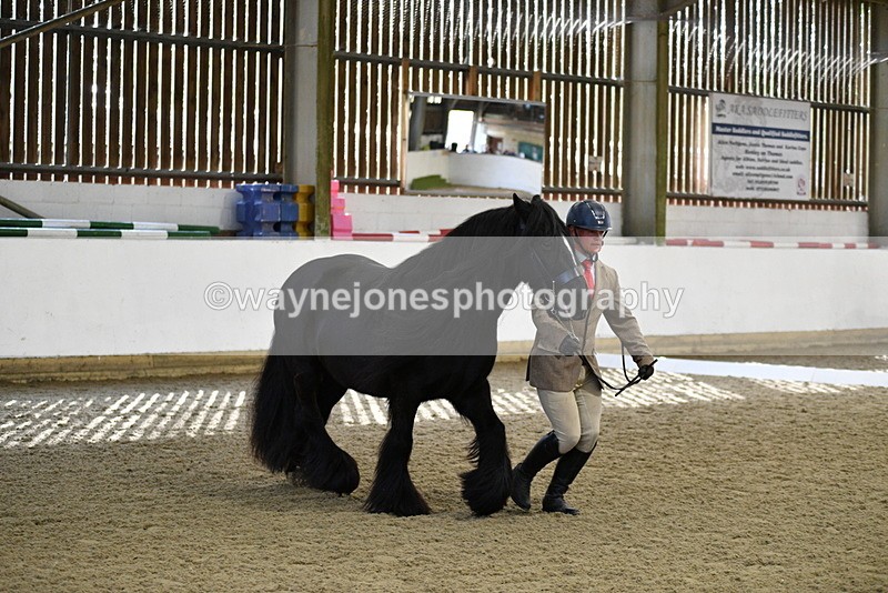 WJ5_4257 - Class 6 In hand M&M - Large Breeds