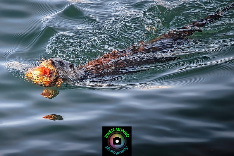 DO-15-Oban, Argyll - 'DRATSIE' (AKA Otters)