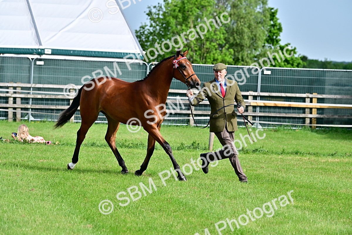 SBM_00101 - Class 46-49 - Arab and Part Bed-Anglo Arab In Hand