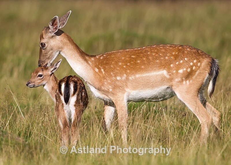 Astland Photography, Bird and Wildlife Images, Susan and Peter Wilson, U.K.