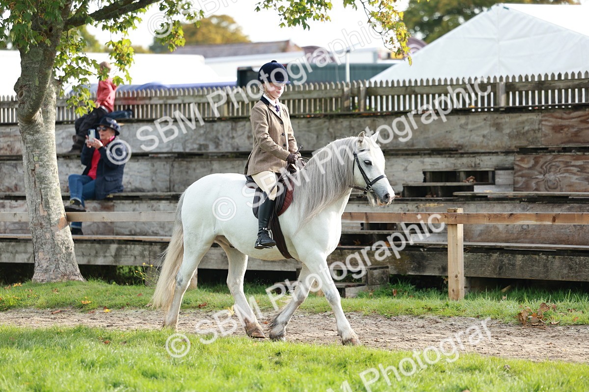 SBM_56350 - S39 - Starters In Hand Showing