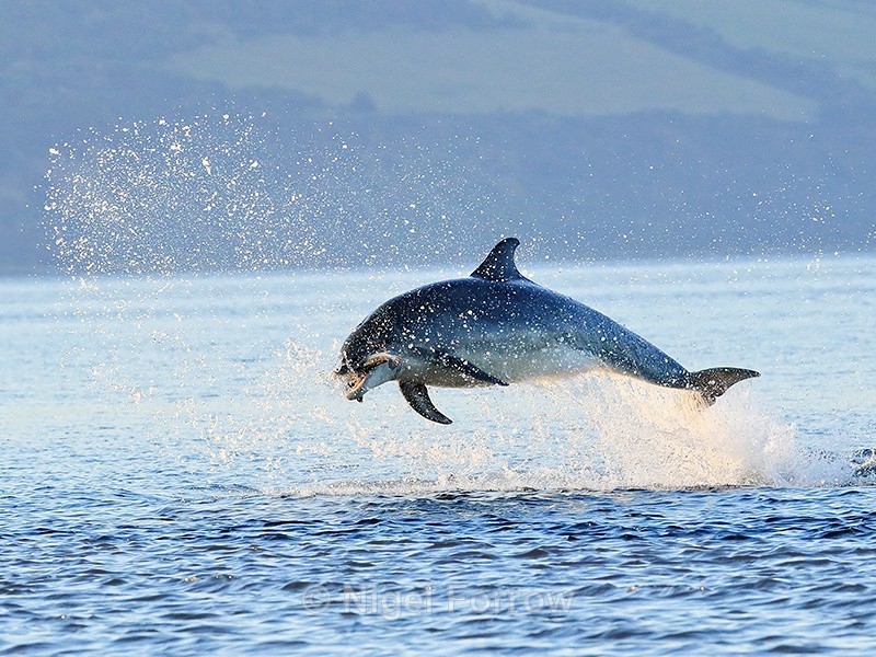 Jumping Bottlenose Dolphin with fish, Chanonry Point, Scotland - Dolphin