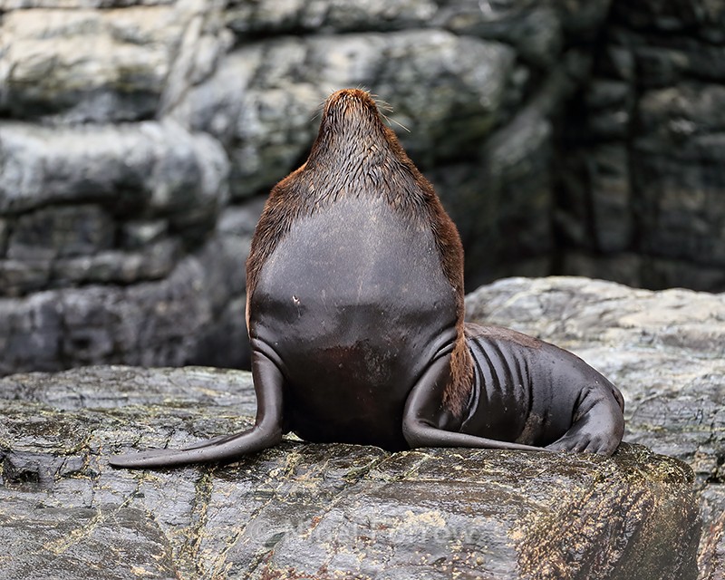 South American Sea Lion (male) posing, Chile - Sea Lion