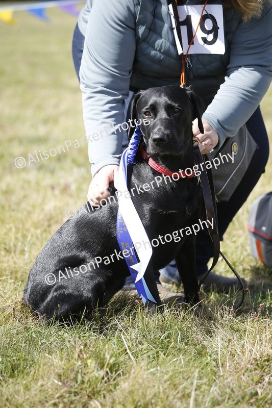 20250831-3725 - Dog Show