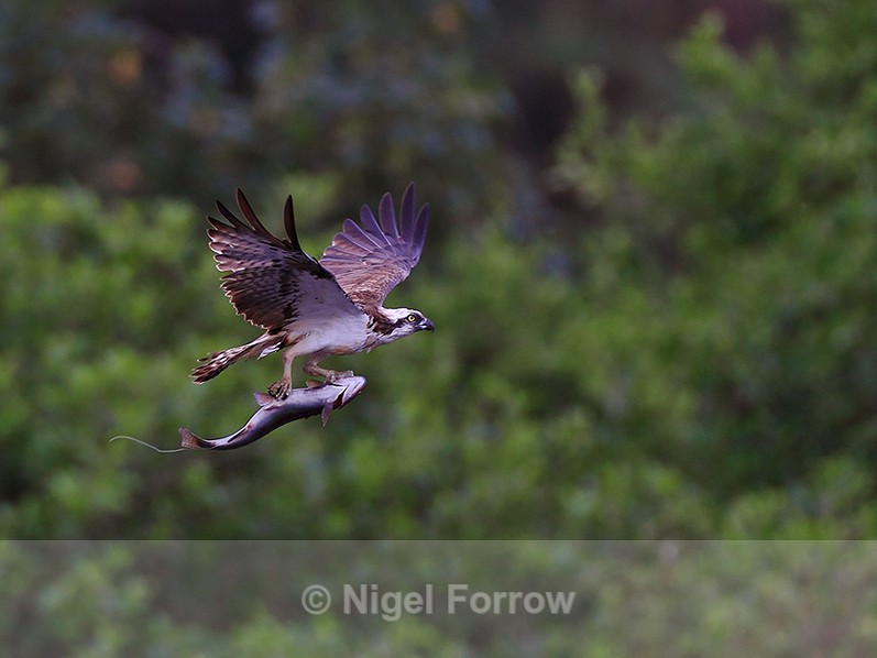Osprey in flight carrying a fish at Rothiemurchus - Osprey