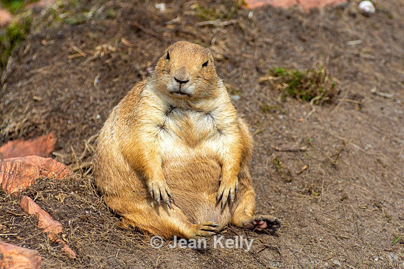 Black-tailed Prairie Dog - DSC_9572 - Black-Tailed Prairie Dogs