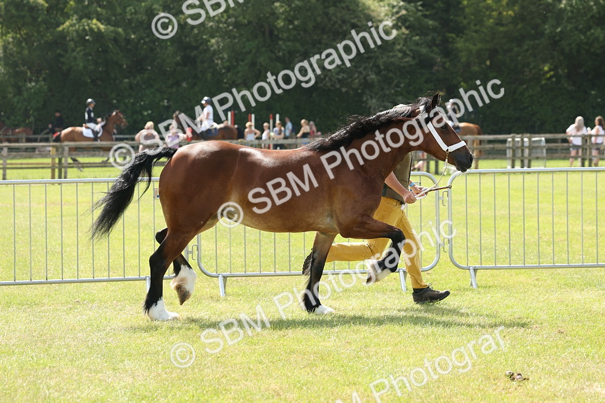 SBM_02337 - Class 6-13 - Mountatin and Moorland In Hand Welsh Breeds