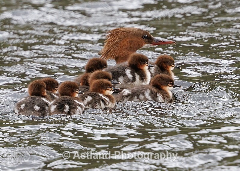 Goosander with chicks - Latest Images