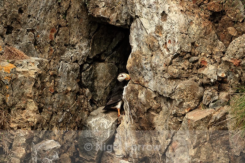 Horned Puffin cliff face hole, Duck Island, Alaska - Horned Puffin