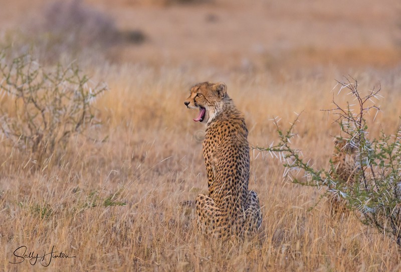 Cheetah Yawning