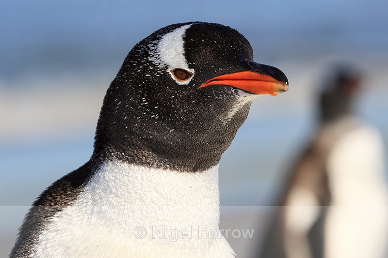 Close view of Gentoo Penguin, Sea Lion Island, Falklands - Gentoo Penguin