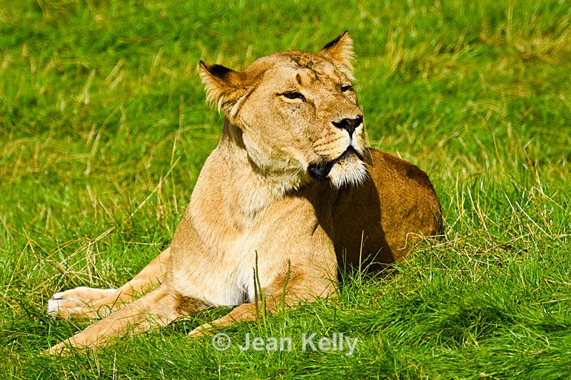 Lion - 2123_00003 - Cats