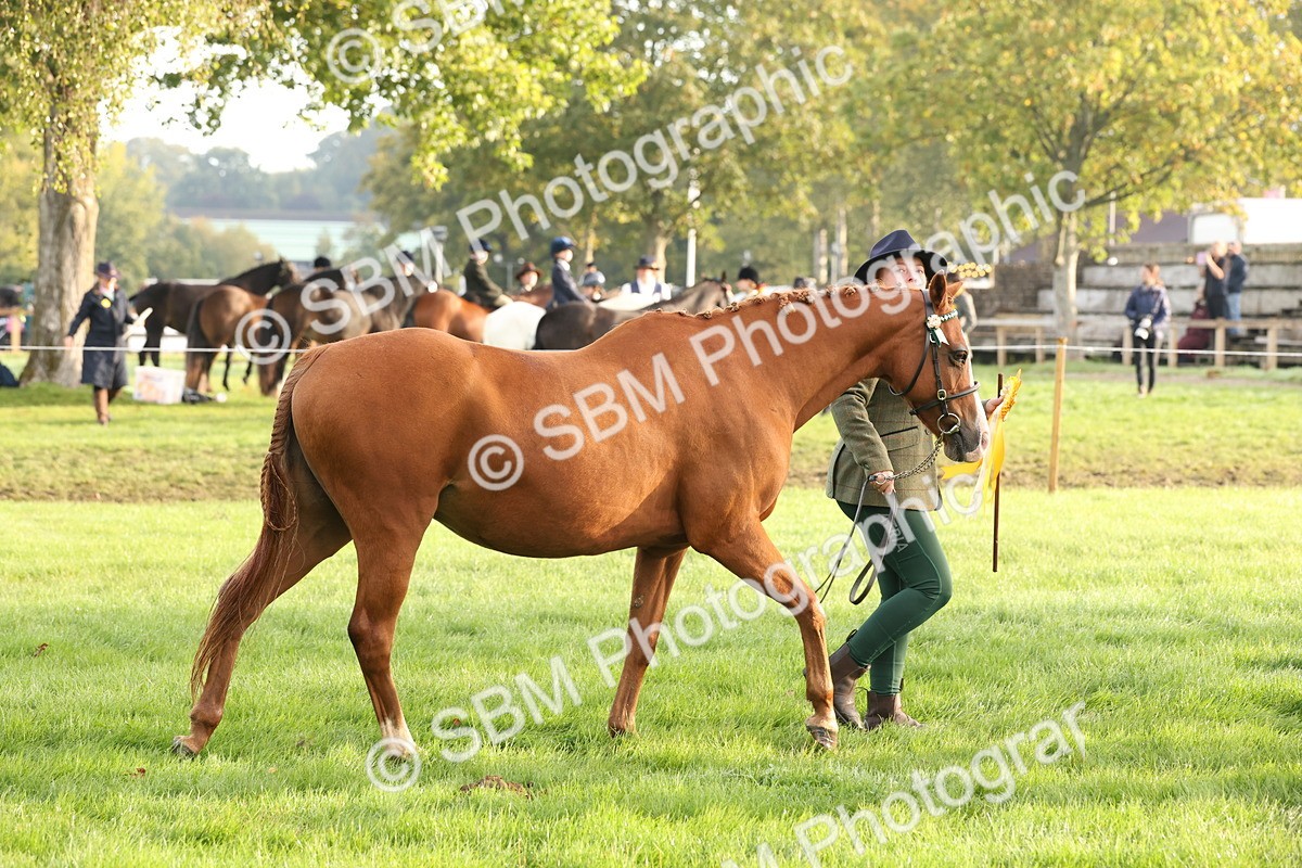 SBM_54469 - S51 - Foreign Breeds In Hand
