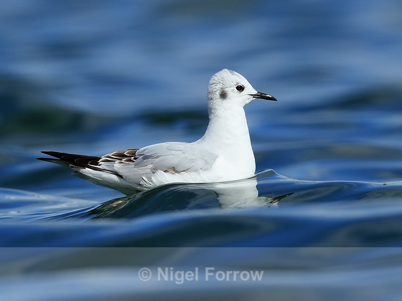 Bonaparte's Gull, side-on, Farmoor Reservoir - Bonaparte's Gull