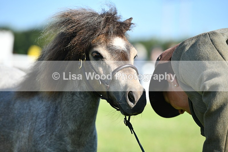 DSC_5717 - Class 49: NPS Shetland Youngstock