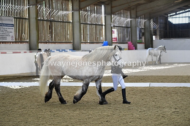 WJ5_4336 - Class 6 In hand M&M - Large Breeds