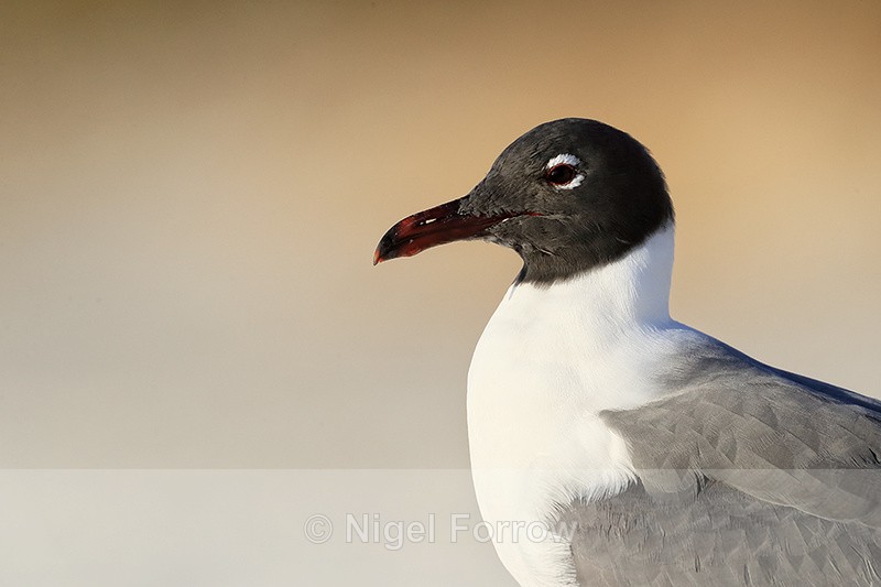 Laughing Gull head side view , Fort De Soto, Florida - Laughing Gull
