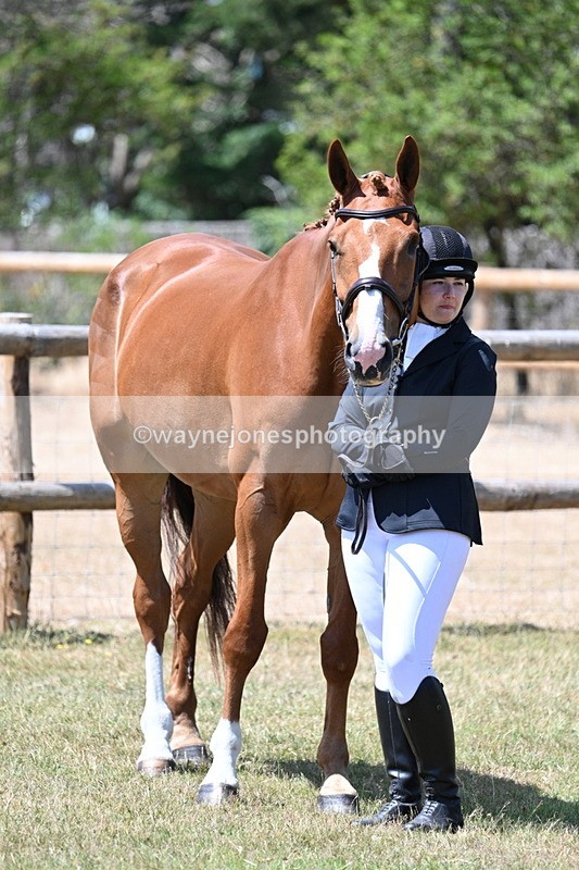 WJ7_2377 - Class 5a Most Handsome Gelding in hand (above 14.2hh)
