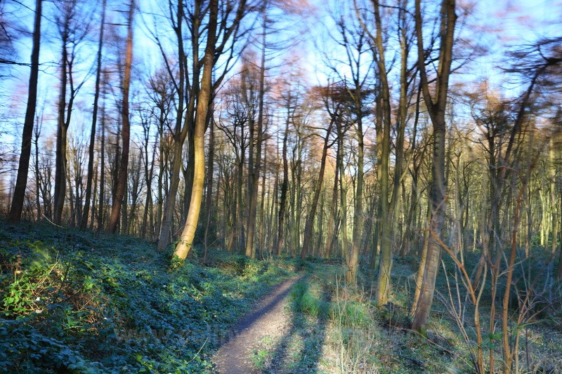 Butterby Wood near Durham.   ref 6763 - County Durham