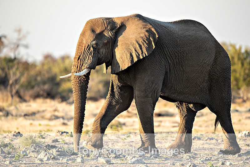Elephant  (bull) - Etosha National Park ~ Mammals