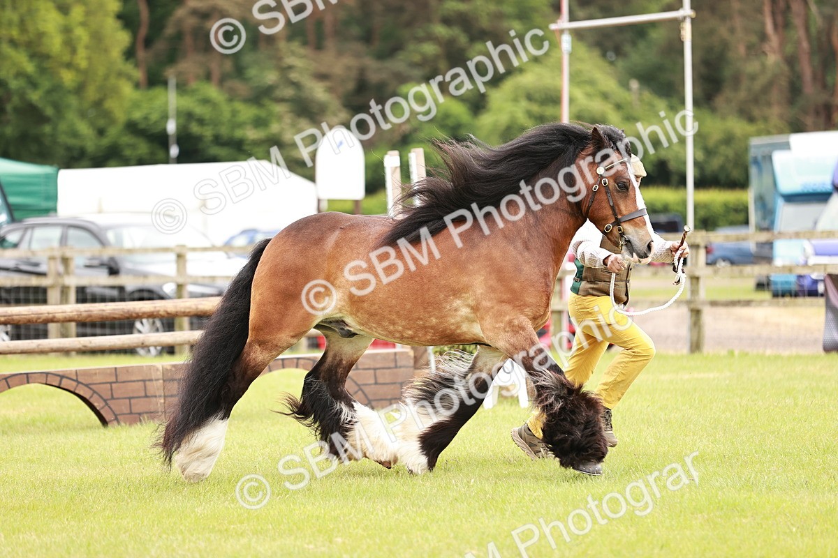 SBM_06018 - Class 39-41 TGCA In Hand and Ridden