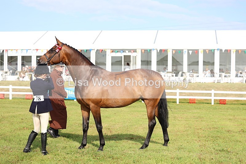 3E7A8304 - Class 2: Rising Star Large Hack/Riding Horse