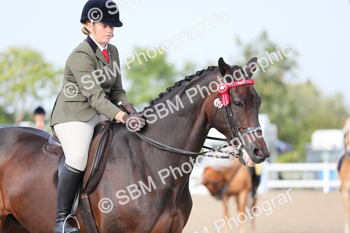 SBM_11384 - Class 305 Ridden Foreign Breeds- Pure Bred
