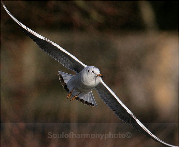 Black Headed Gull In Flight - Wildlife Wildlife
