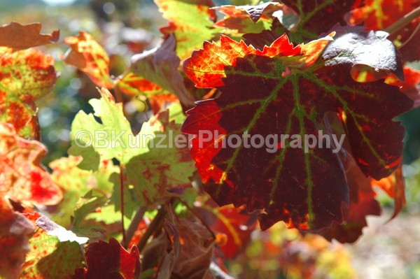  - Wine Country