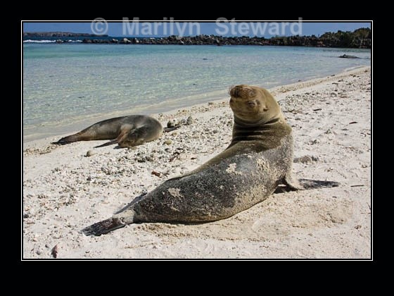 Galapagos sea-lions - Galapagos Islands