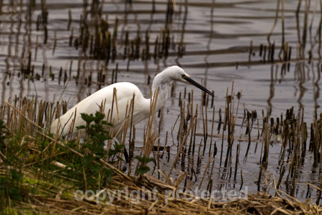 Little Egret - Lackford Lakes - Suffolk - Birds