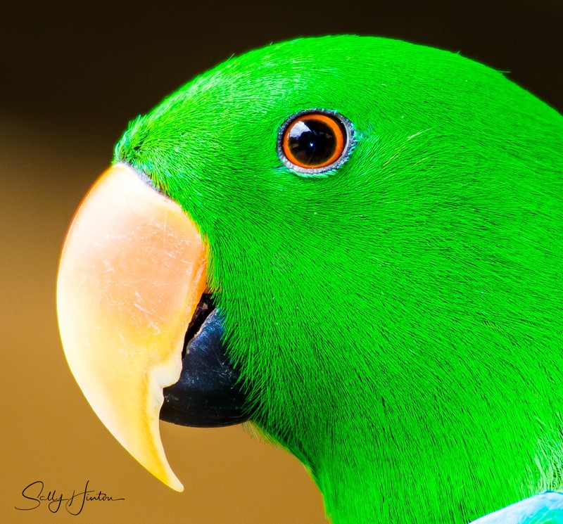 Green Parrot 5